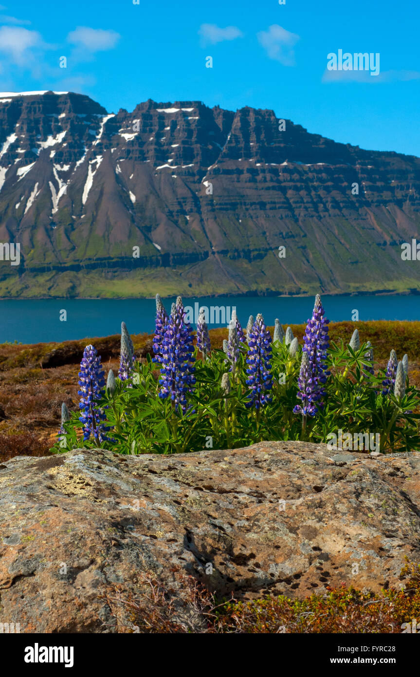 Skalanes, Seyðisfjörður Affitto Islanda Foto Stock