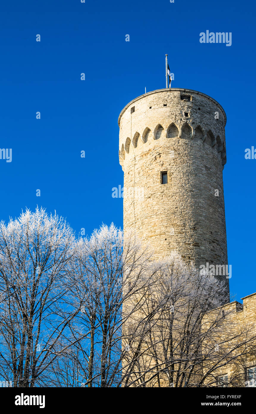 Vista della torre lunga Herman e il palazzo del parlamento a Tallinn Foto Stock
