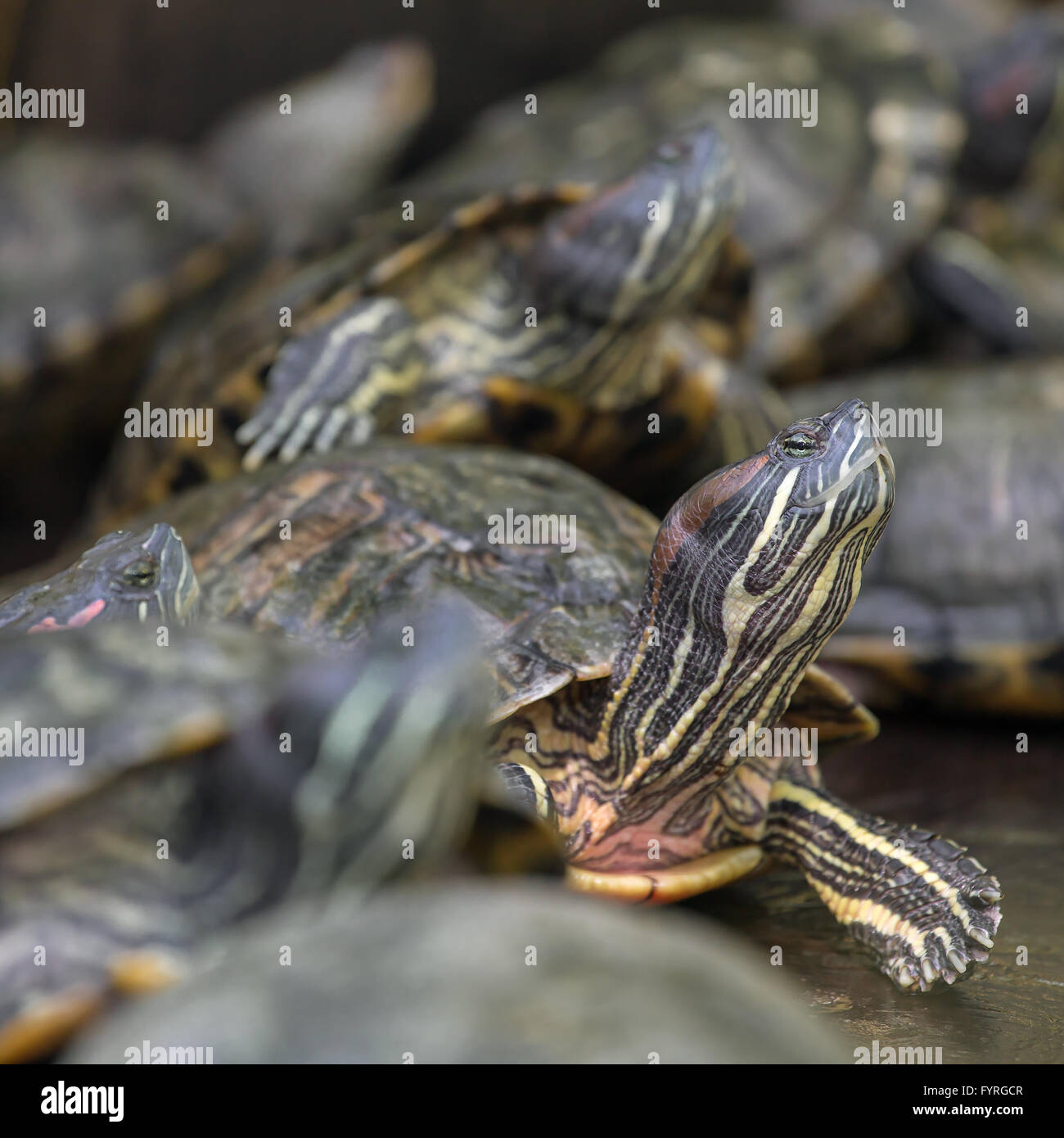 Molti red eared slider tartarughe seduta su roccia Foto Stock