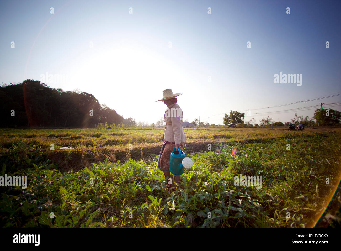 La donna anziana di irrigazione gli agricoltori di un campo. Koh Lanta Island Thailandia Foto Stock