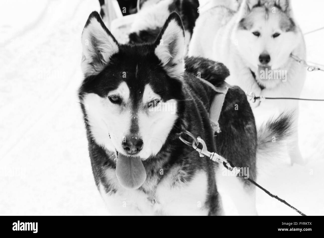 Un cane slittino camp in Plessisville, Quebec. In Canada. Foto Stock