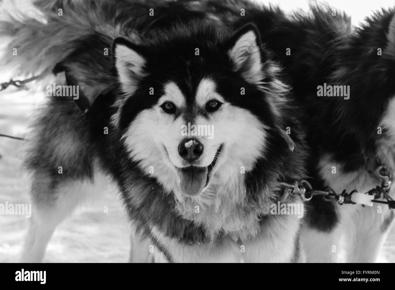 Un cane slittino camp in Plessisville, Quebec. In Canada. Foto Stock