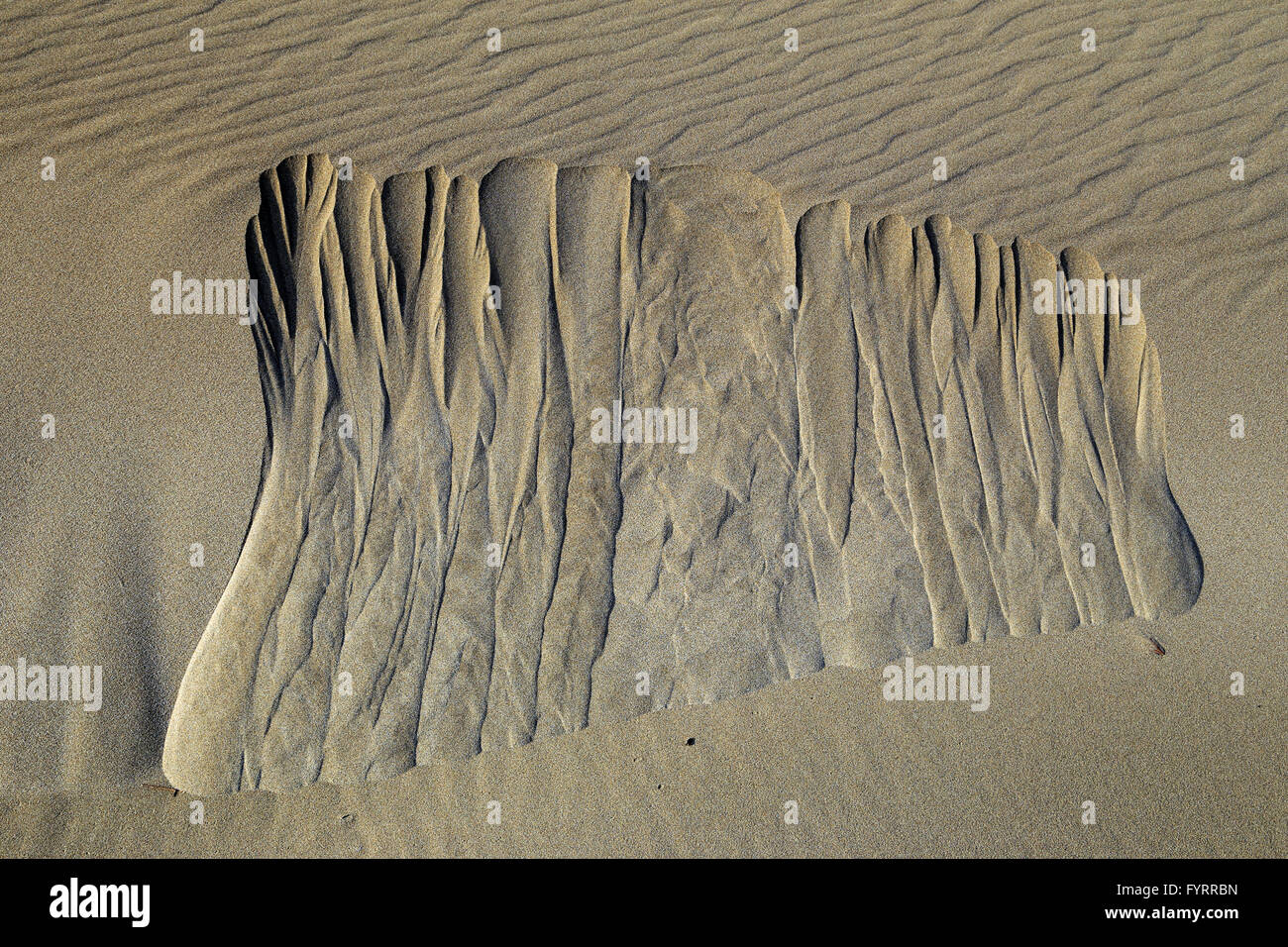 Dettaglio delle dune di sabbia, Esiguette Beach, Le Grau Du Roi, Gard, Languedoc-Roussillon, Francia Foto Stock