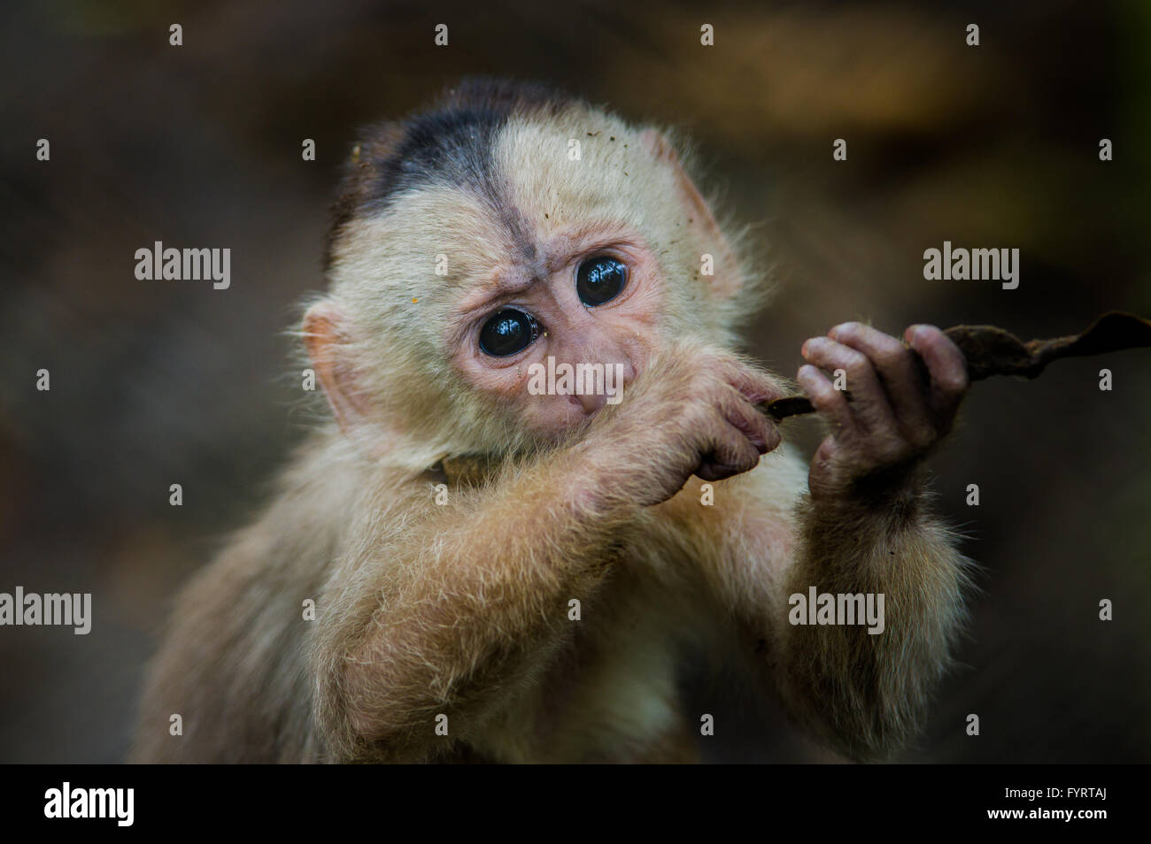 Fantastico closeup foto di giocoso carino piccola scimmia dalla giungla amazzonica Ecuador Foto Stock