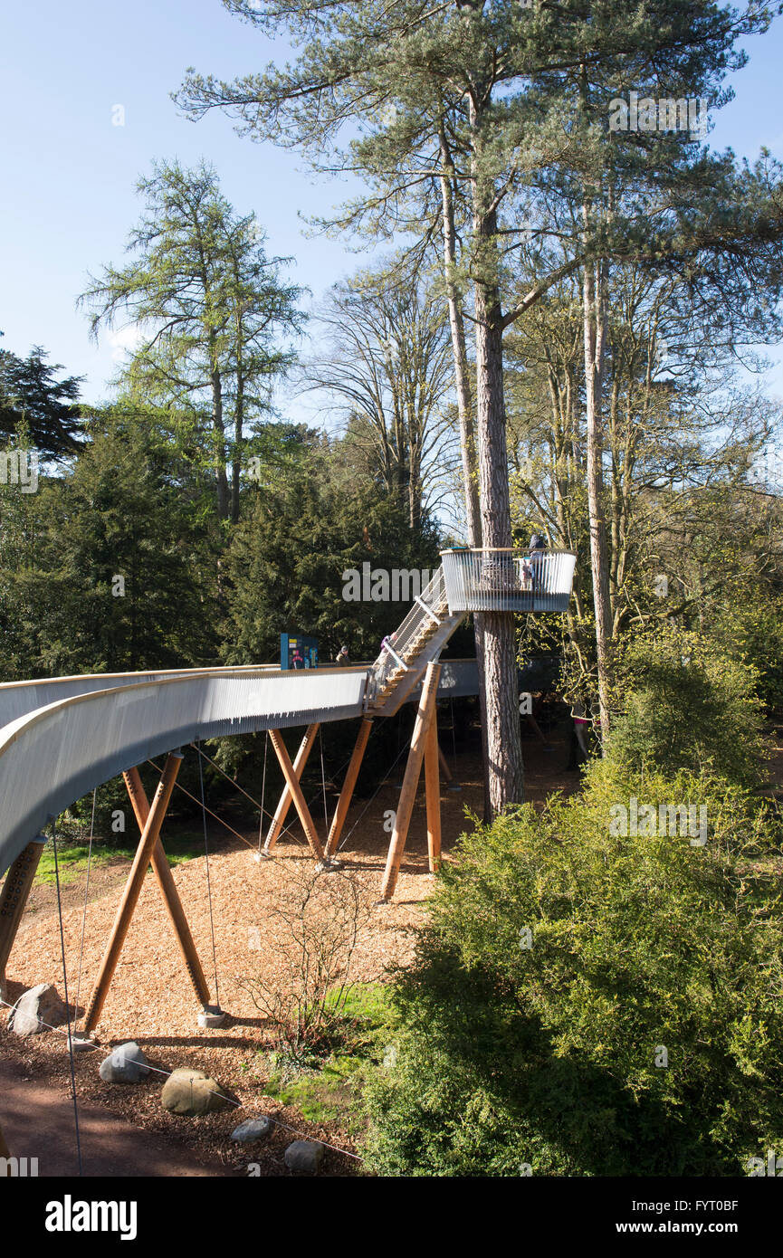 Treetop walkway a Westonbirt Arboretum, Gloucestershire, Inghilterra Foto Stock