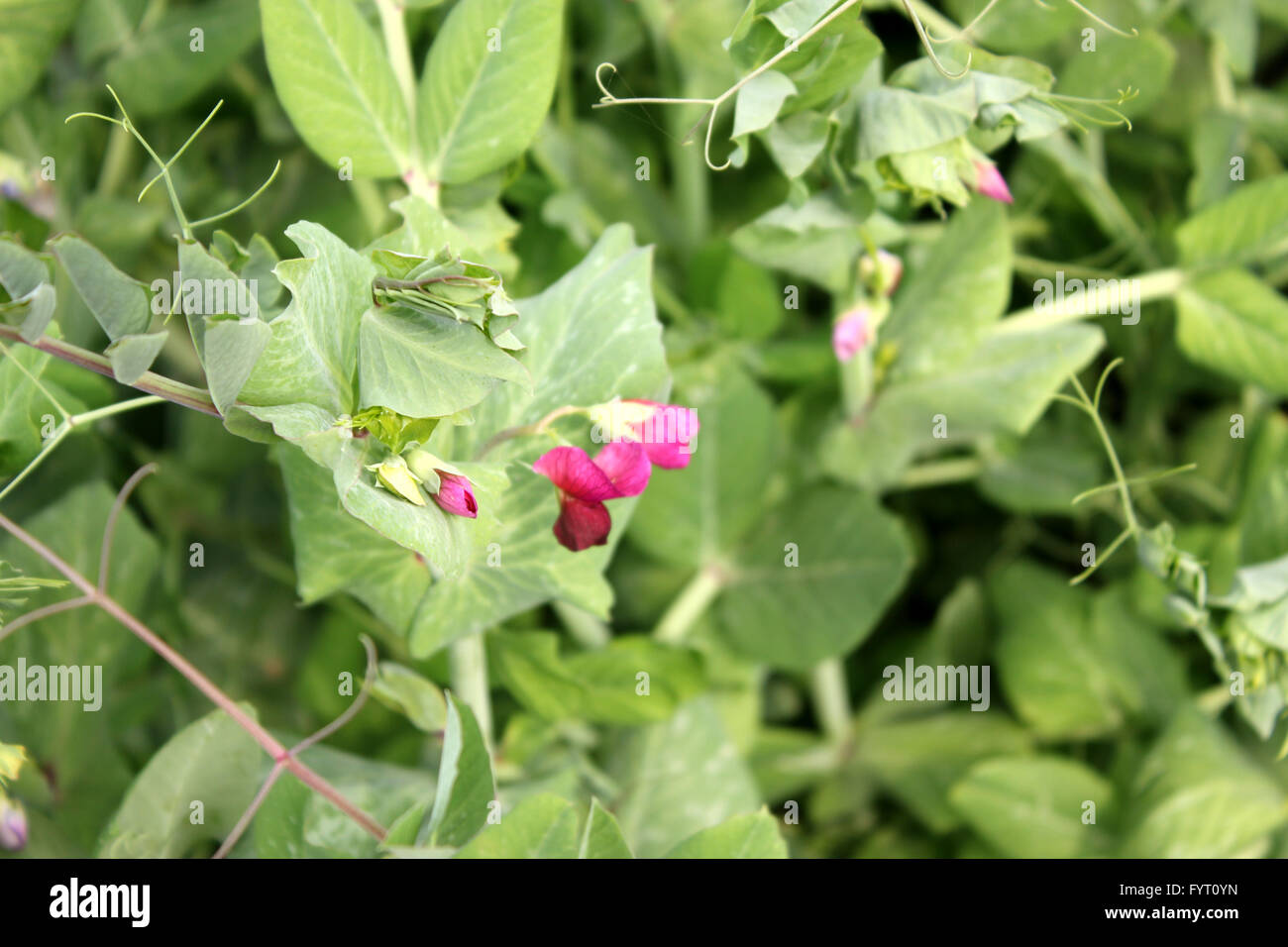Lo zucchero pisello, Pisum sativum, famiglia Fabaceae, coltivate erbe annuali con pinnate foglie composte, terminale viticci, fiori di colore rosso Foto Stock