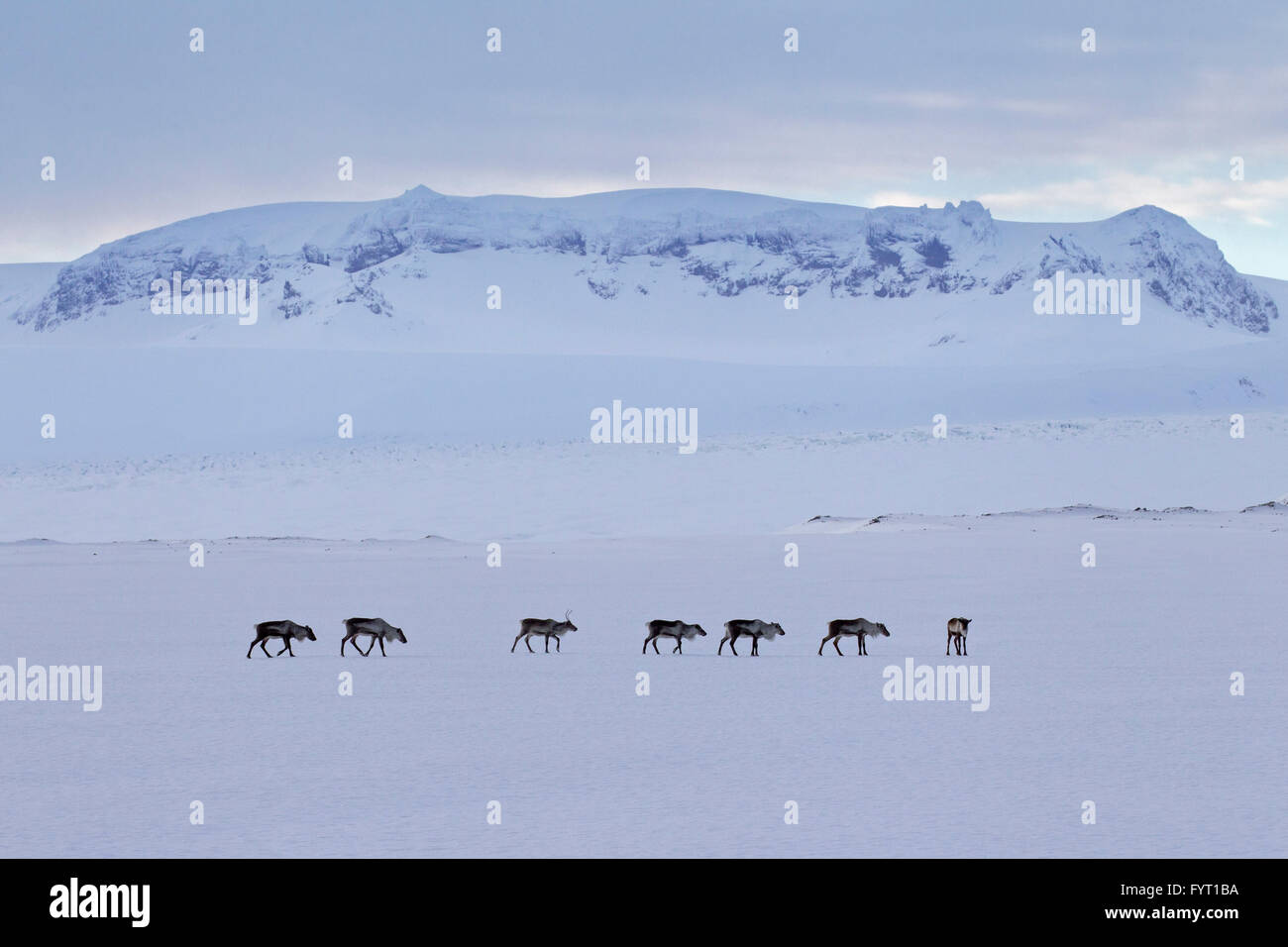 Renne (Rangifer tarandus) allevamento rovistando nella coperta di neve paesaggio invernale, Islanda Foto Stock