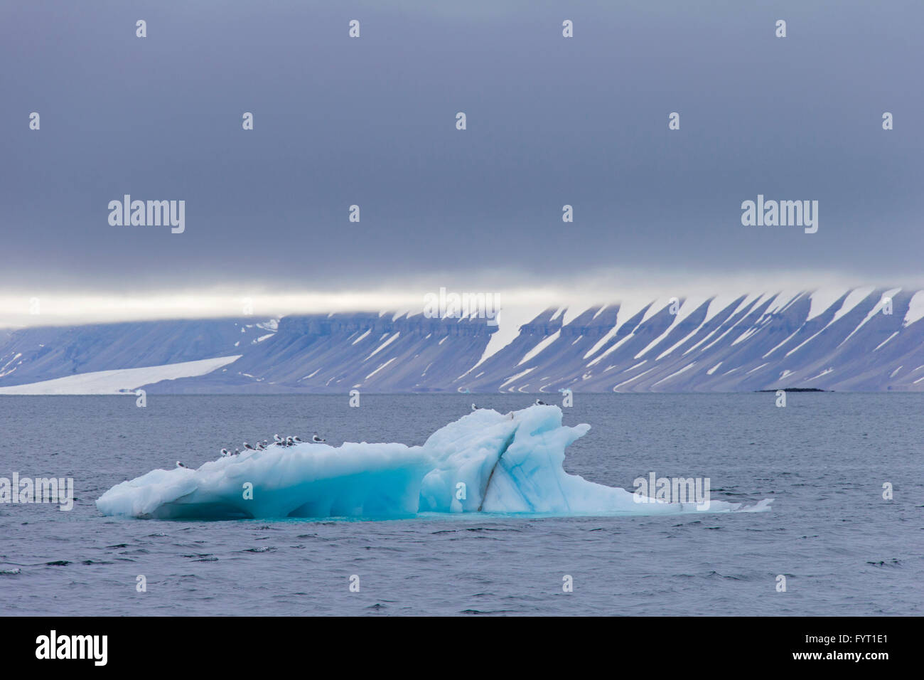 Gabbiani in appoggio su iceberg nel Hinlopenstretet / Hinlopenstreet, stretto tra Spitsbergen e Nordaustlandet in Svalbard Foto Stock