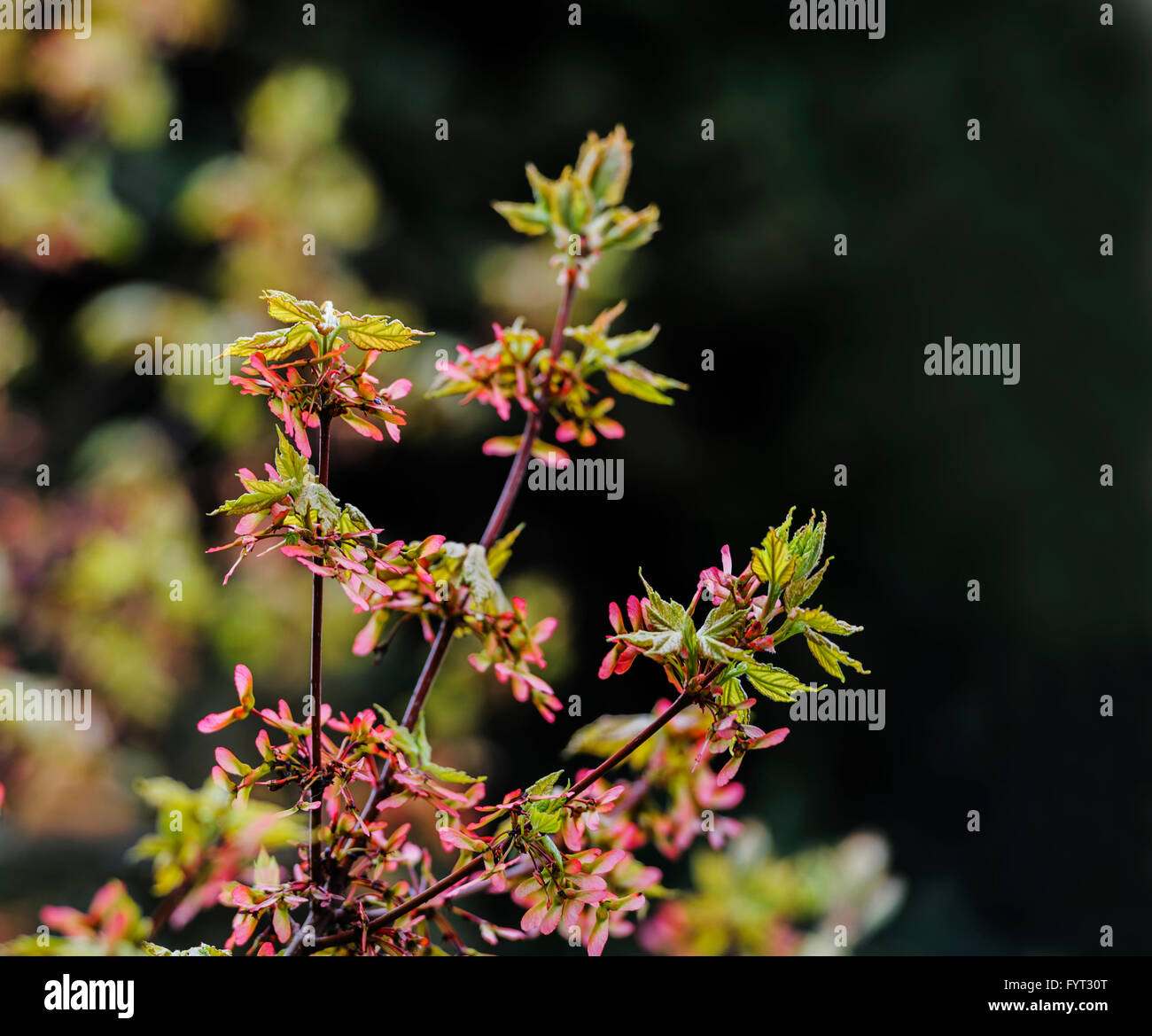 Acer rubrum ottobre gloria ,Acero Rosso,Scarlet maple, palude acero. Foto Stock