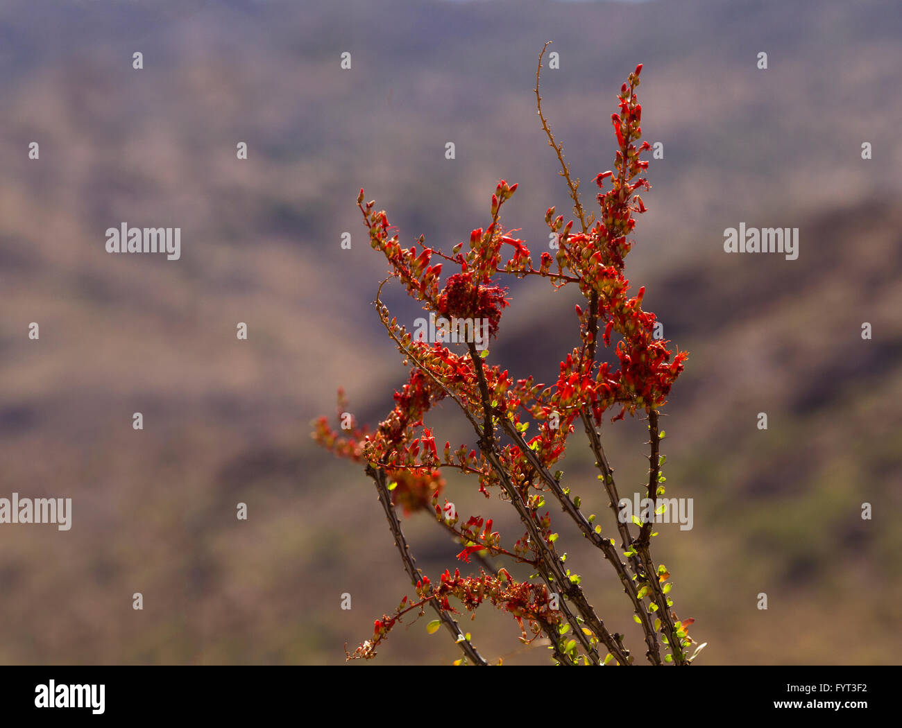 Fiori che sbocciano su ocotillo cactus canne in fuoco selettivo contro montagne Rincon. Foto Stock