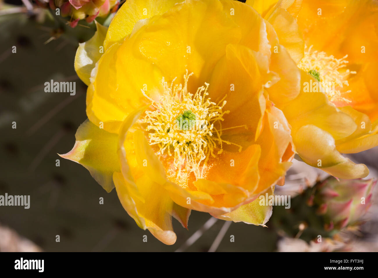 Fiore giallo di ficodindia cactus in eleganti vicino. La posizione è parco nazionale del Saguaro, Divisione est Foto Stock