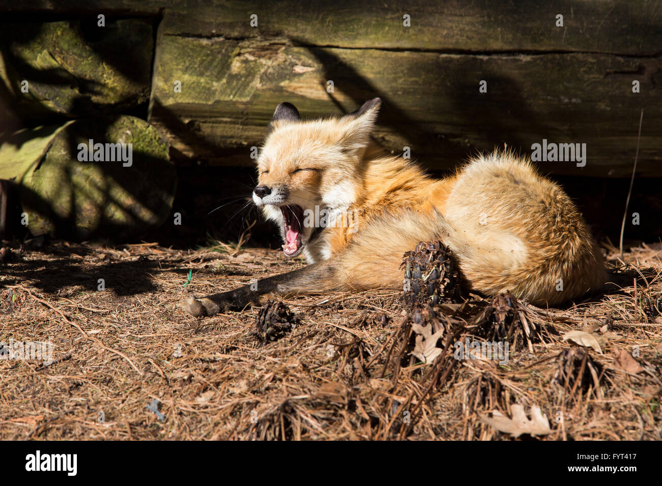 Red Fox family in primavera Foto Stock