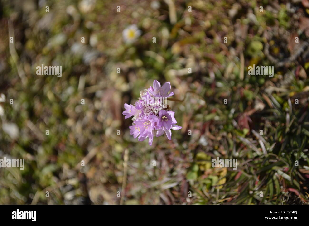Il viola dei fiori di montagna Foto Stock