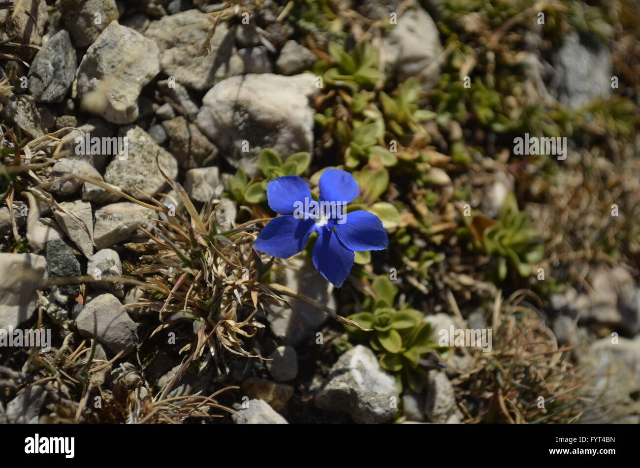 Blue Mountain flower Foto Stock