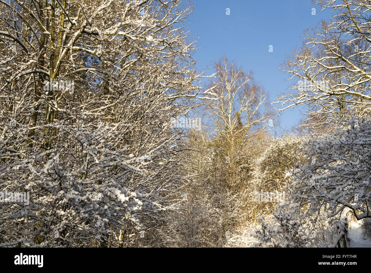 Foresta in inverno Foto Stock