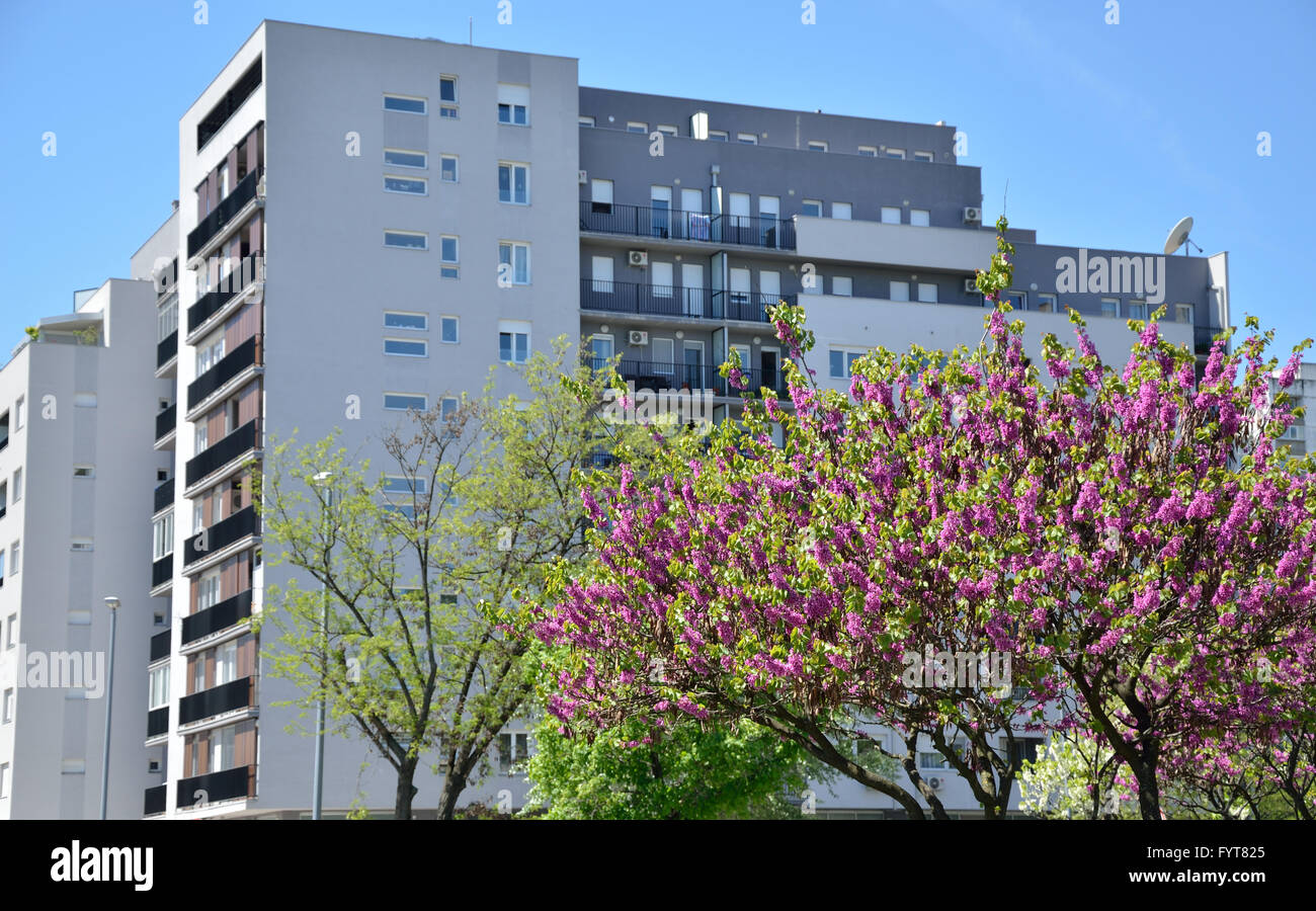 Parte di lussureggianti alberi fioriti top in primavera con edificio residenziale in background Foto Stock