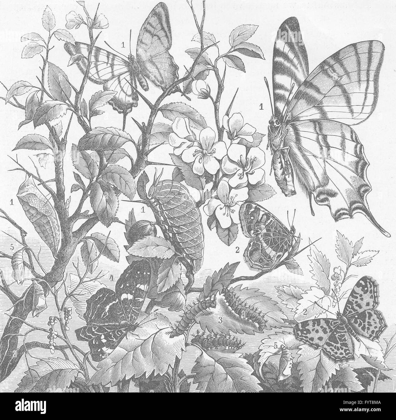 I LEPIDOTTERI: farfalle tropicali, antica stampa 1896 Foto Stock