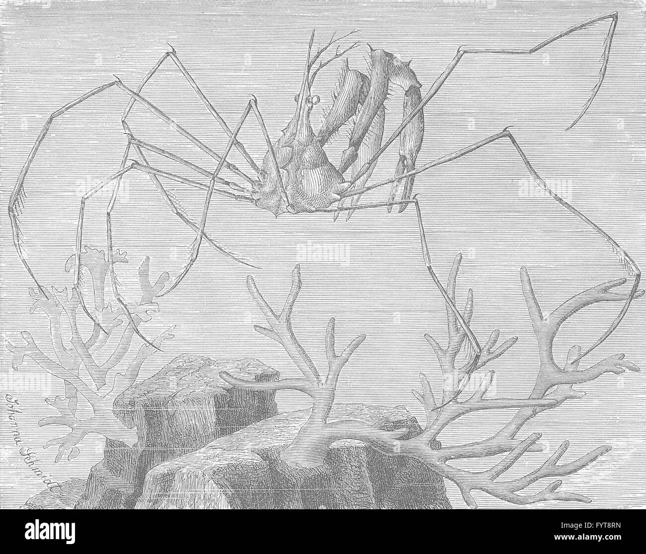 Insetti: a lungo becco a ragno granchio, antica stampa 1896 Foto Stock