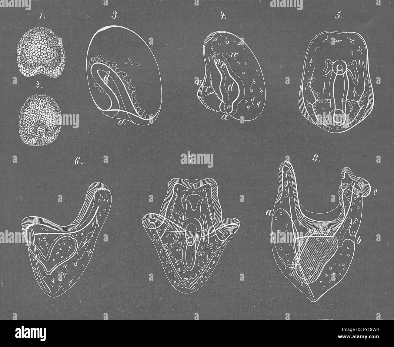 ECHINOIDEA: sviluppo di dei ricci di mare (fasi 1-8), antica stampa 1896 Foto Stock