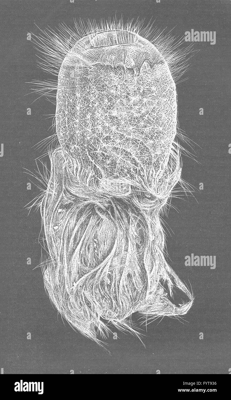 Spugne: falegname vetro-spugna, Pheronema, antica stampa 1896 Foto Stock