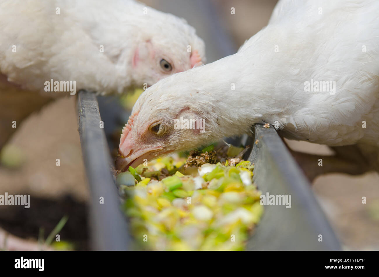 Giovani polli e tacchini, polli becchettare per alimenti in padella Foto Stock