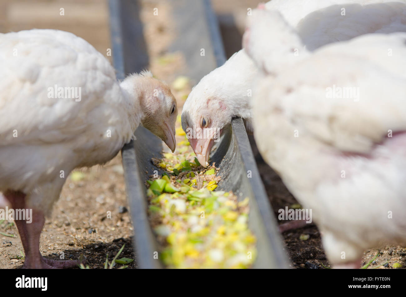 Giovani polli e tacchini, polli mangiare il cibo in padella Foto Stock