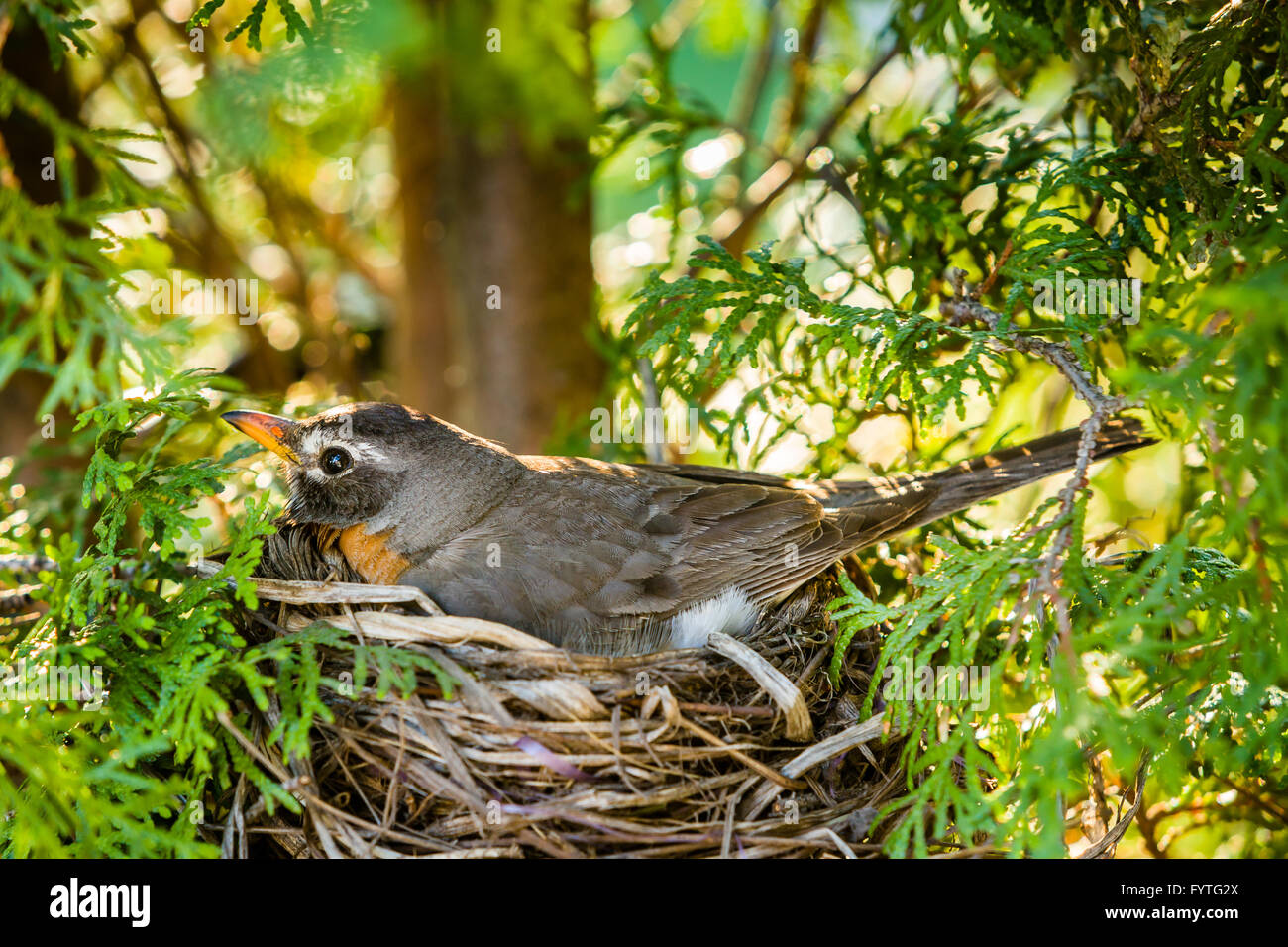 Robin su il nido in un albero di cedro. Foto Stock