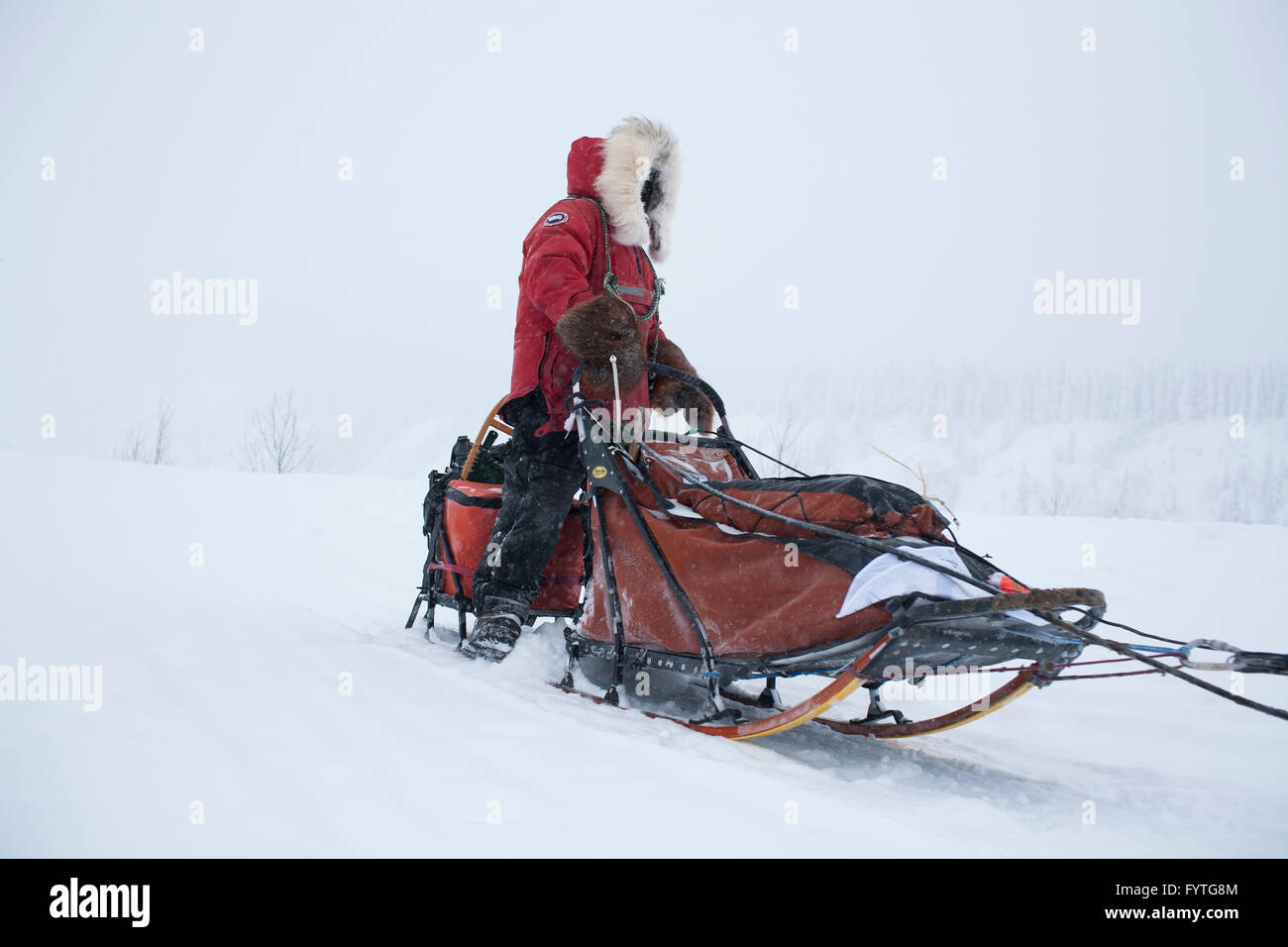 La Yukon Quest International Sled Dog Race è premuroso da alcuni il mondo?s più dure, e appena la finitura può essere la ricompensa. Questo anno la linea di partenza era in Whitehorse, Yukon, dove la Mille Miglia (1.600 chilometri) di percorso che segue il vecchio trav Foto Stock