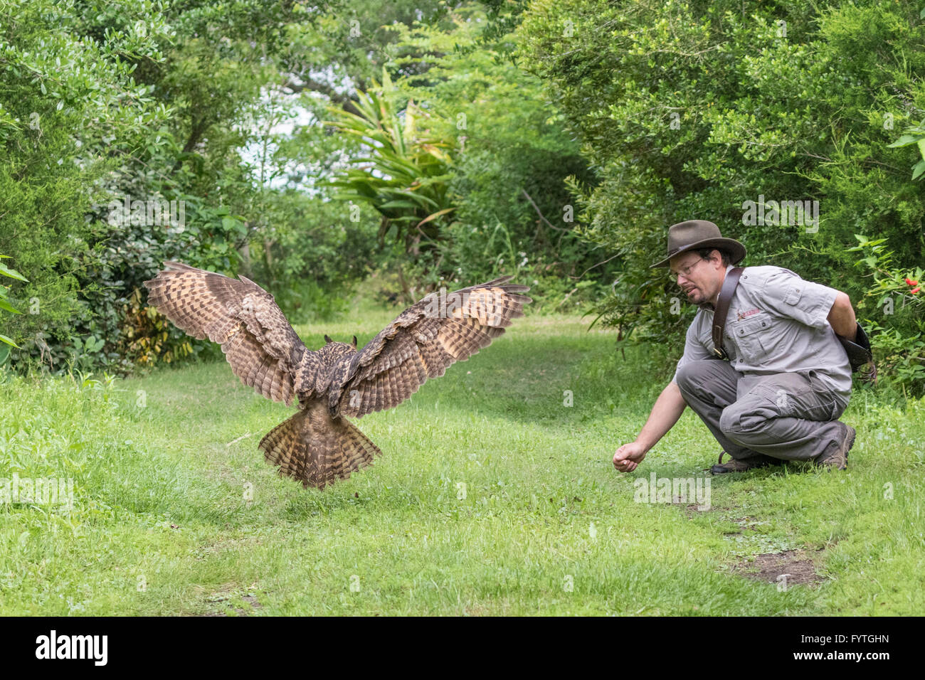 Eurasian Eagle-owl, un uccello di salvataggio, riabilitato e addestrato per scopi di istruzione e conservazione. Foto Stock