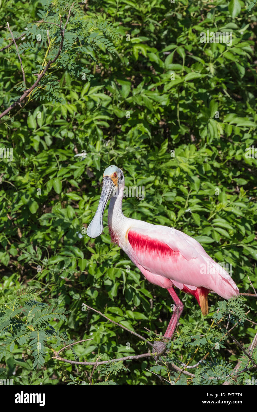 Roseate spatole a The Rookery a Smith Querce in Alto Isola, Texas, durante la stagione riproduttiva. Foto Stock