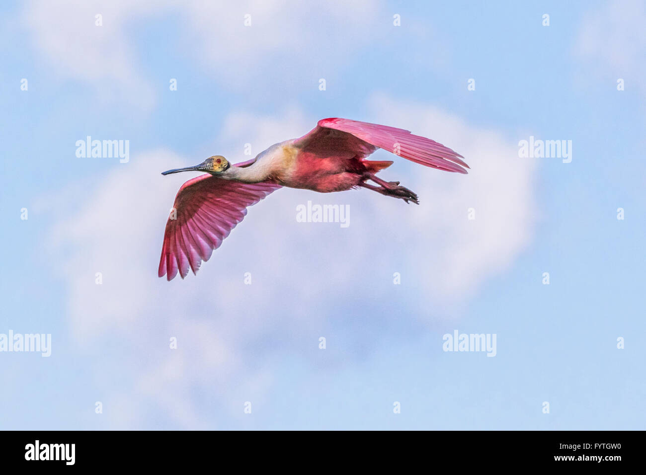 Roseate Spoonbill in volo a The Rookery a Smith Querce in Alto Isola, Texas, durante la stagione riproduttiva. Foto Stock