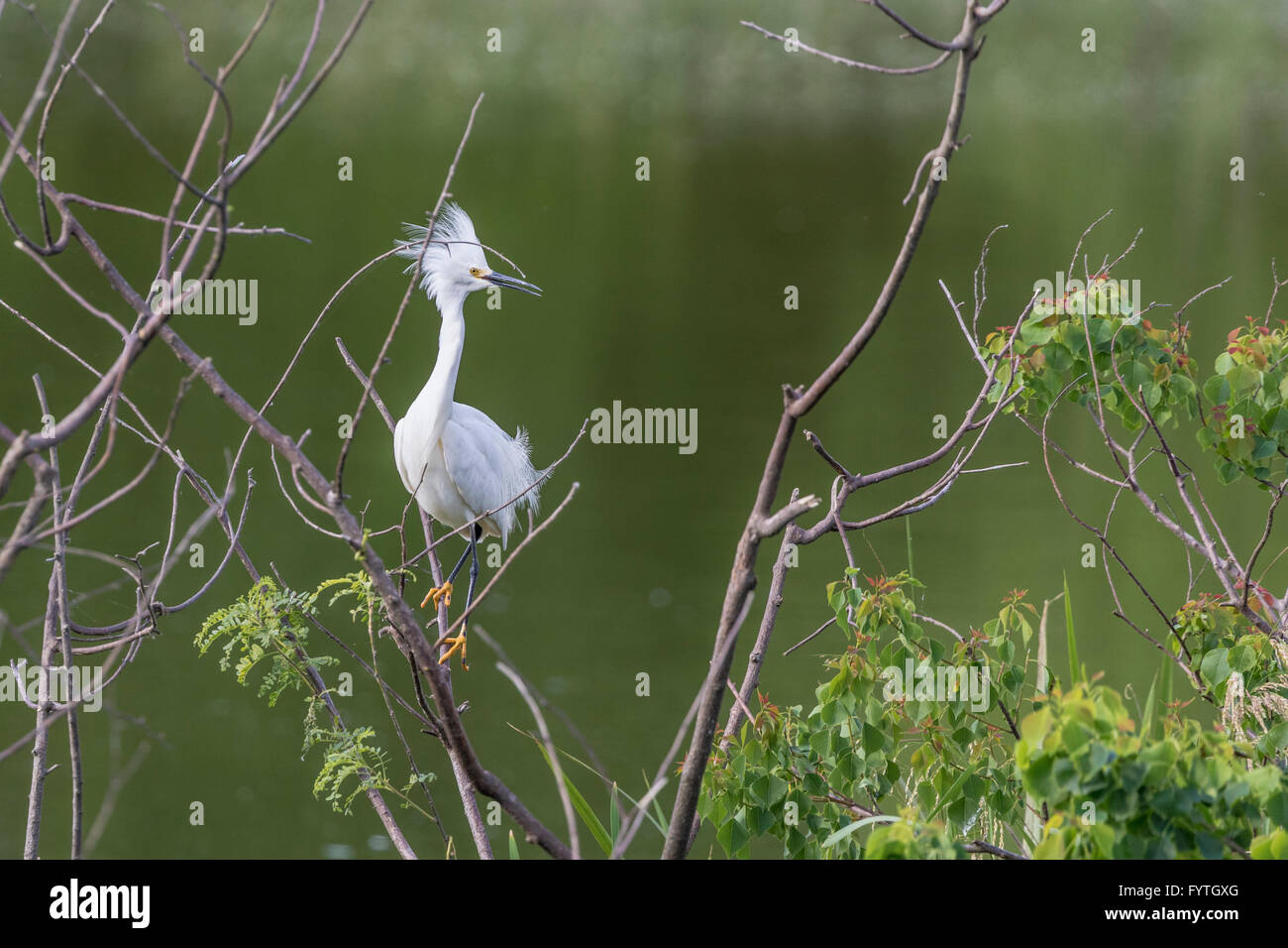 Airone nevoso a The Rookery a Smith Querce in Alto Isola, Texas, durante la stagione riproduttiva. Foto Stock