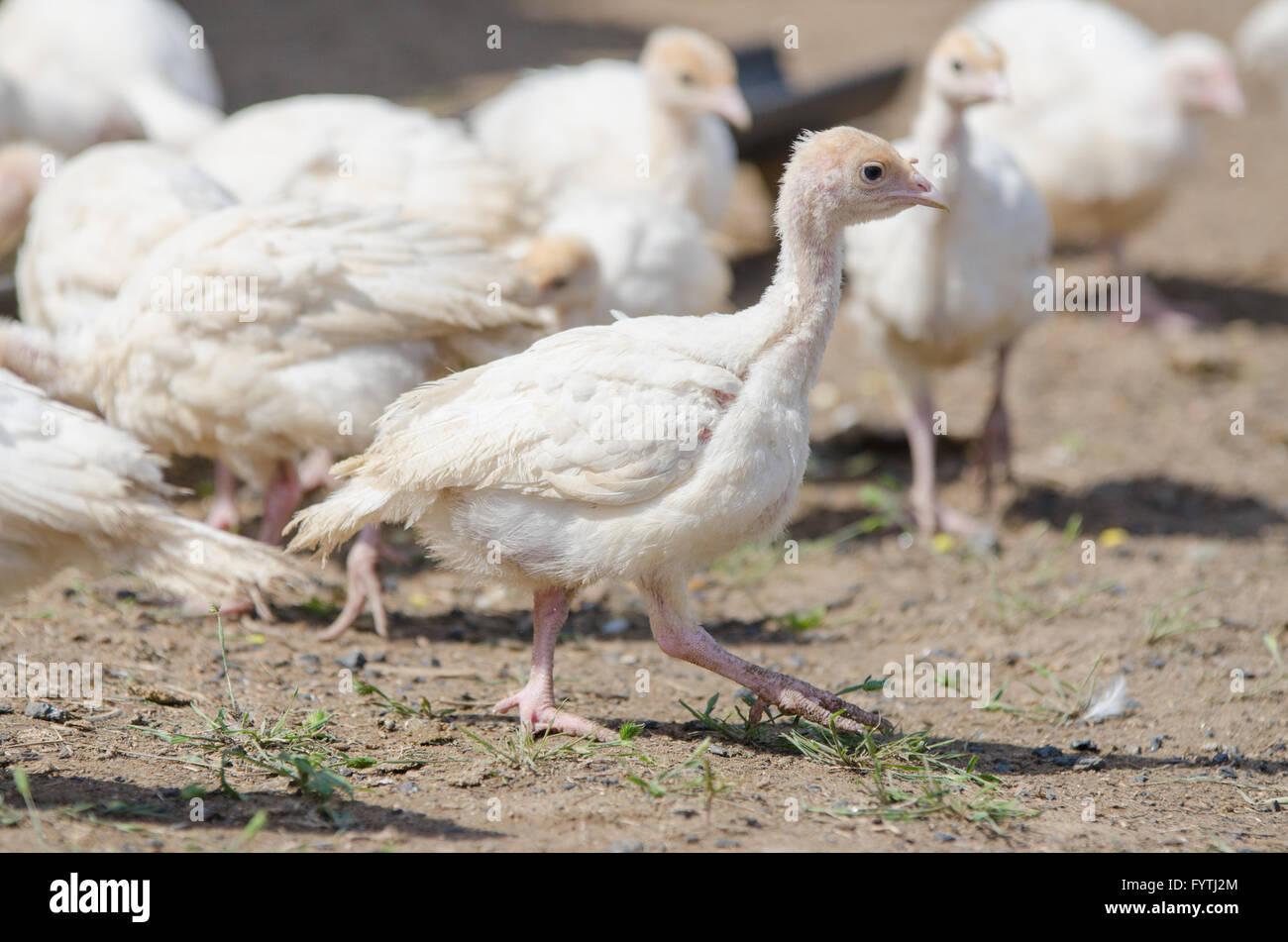 Giovani polli e galline turchia Foto Stock