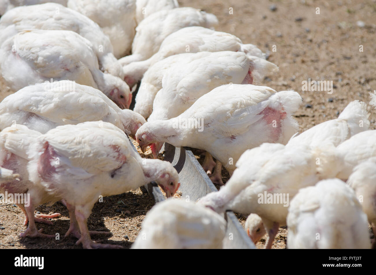 Molti pulcini crescono i polli e tacchini peck vassoio di alimentazione pen Foto Stock