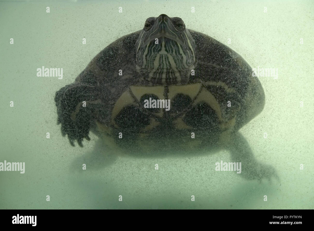 Rosso-eared slider Foto Stock