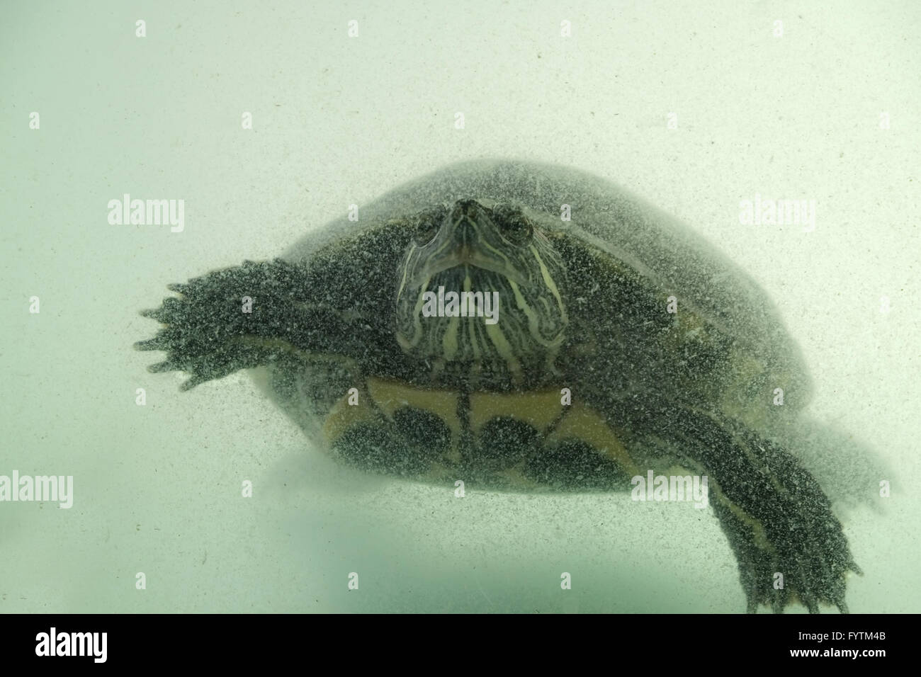 Rosso-eared slider Foto Stock