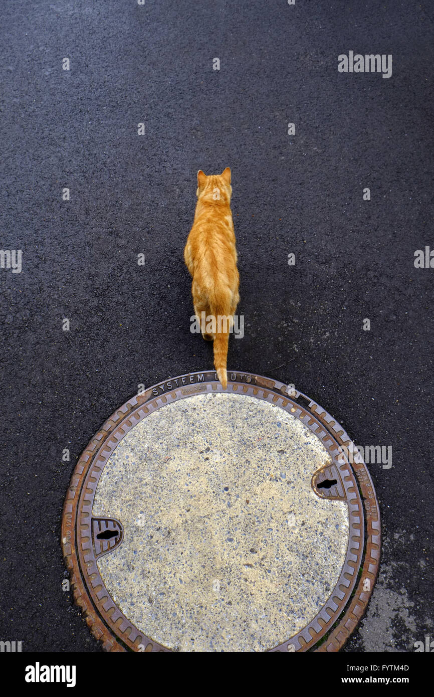 Gatto con pelo rosso Foto Stock