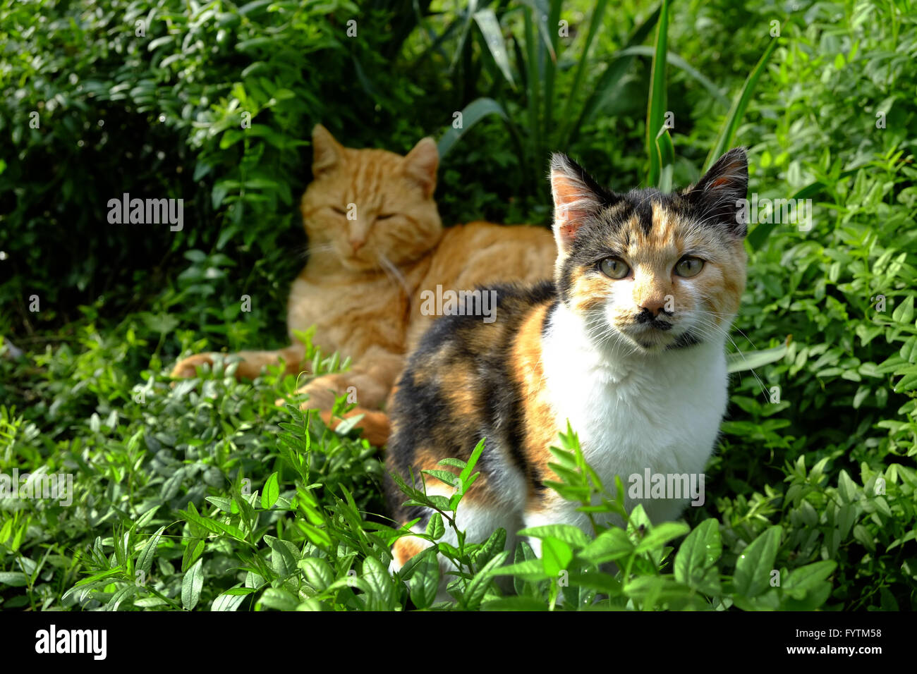 Due gatti in appoggio in giardino Foto Stock