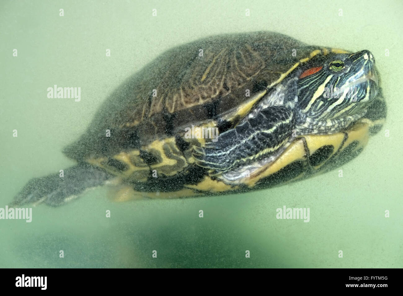 Rosso-eared slider Foto Stock