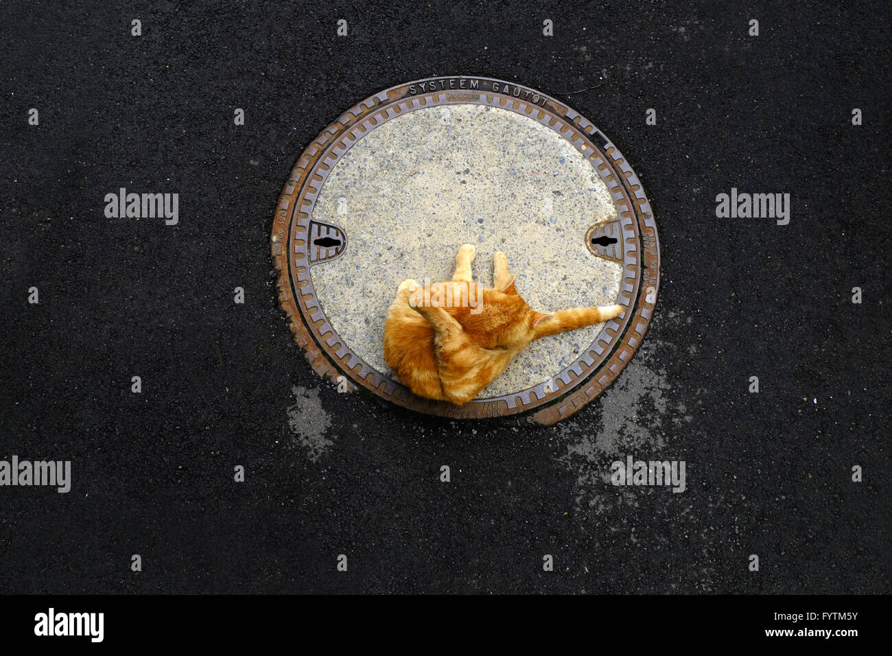 Gatto con pelo rosso Foto Stock