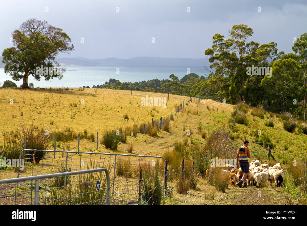 Radunare le pecore a Grandvewe formaggi di Woodbridge Foto Stock