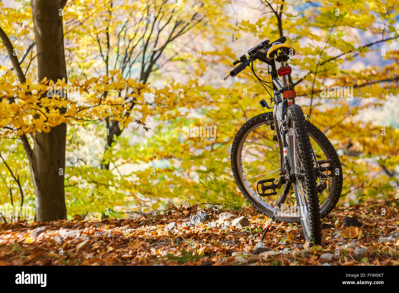In bicicletta da soli permanente tra l'autunno gli alberi della foresta Foto Stock