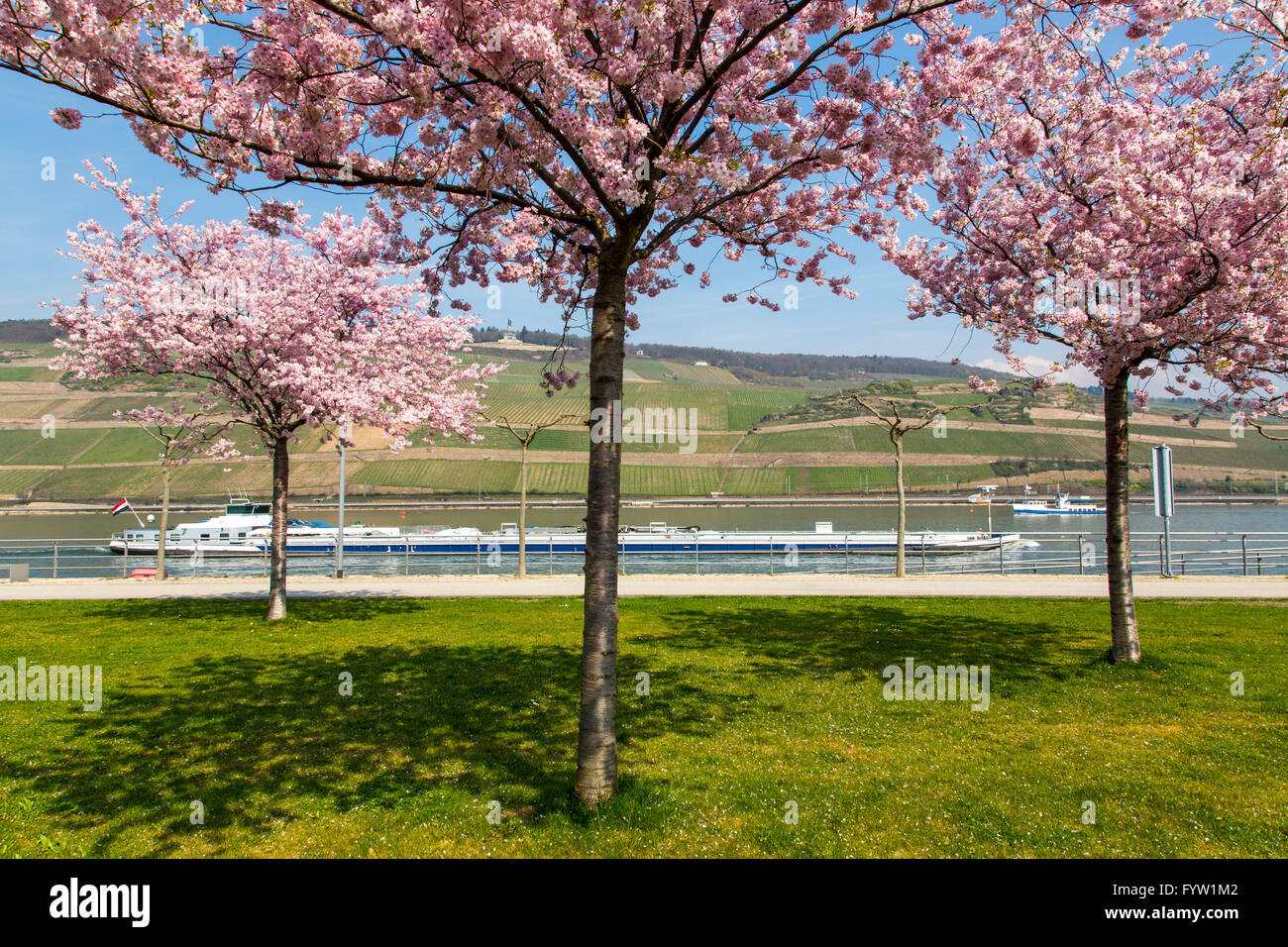 La passeggiata sul lungofiume del Reno a Bingen am Rhein, a molla, Fiore di Ciliegio ornamentale alberi, scuotipaglia Foto Stock