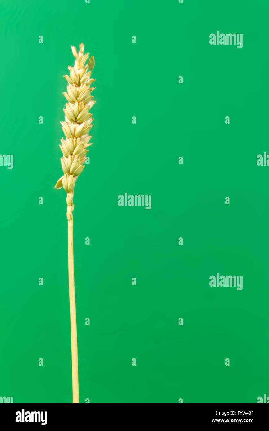 Varie, singolo picco di frumento, mais, swath, oro, sfondo verde Foto Stock