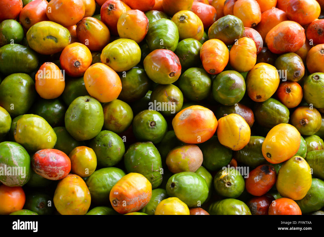 Pila di frutti jocote presso il locale mercato fresco a San Jose, Costa Rica Foto Stock