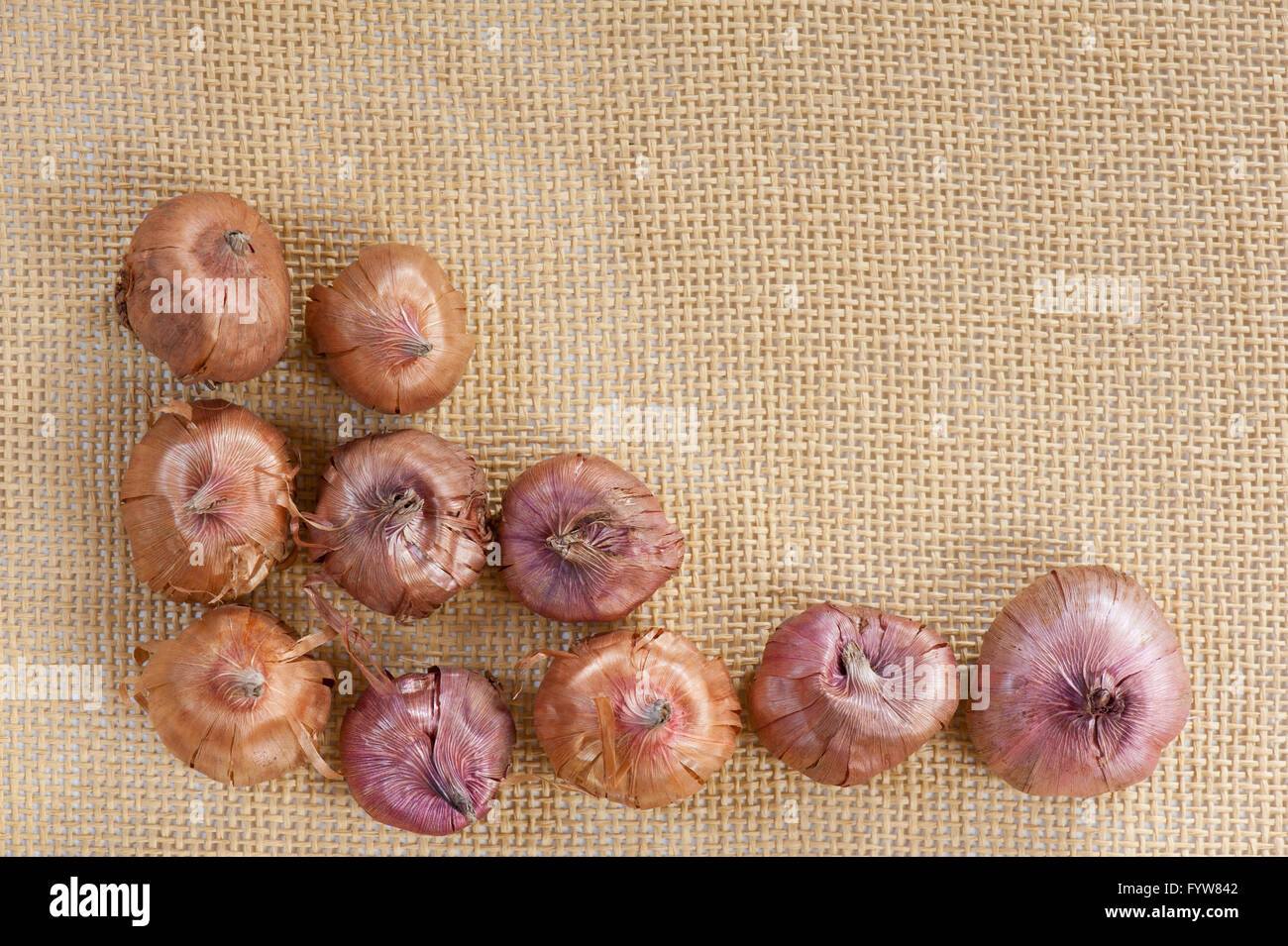 Gladiolus dieci lampadine varietà, la spada lily molti diversi colorati fiori giardinaggio cipolle combinazione pronti per la semina. Foto Stock