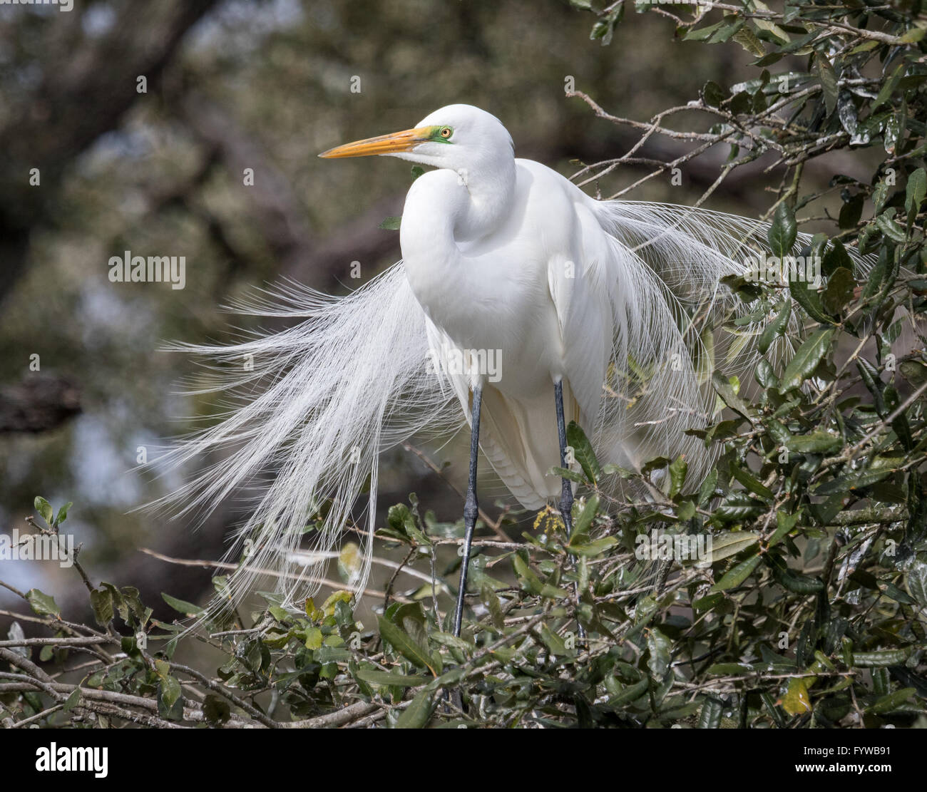 Airone bianco maggiore visualizzando la sua splendida piumaggio di allevamento Foto Stock