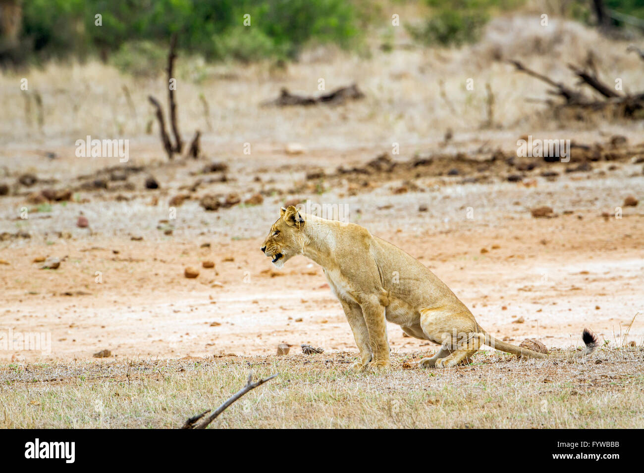 Lion Kruger National Park, Sud Africa ; Specie Panthera leo di famiglia Felidae Foto Stock
