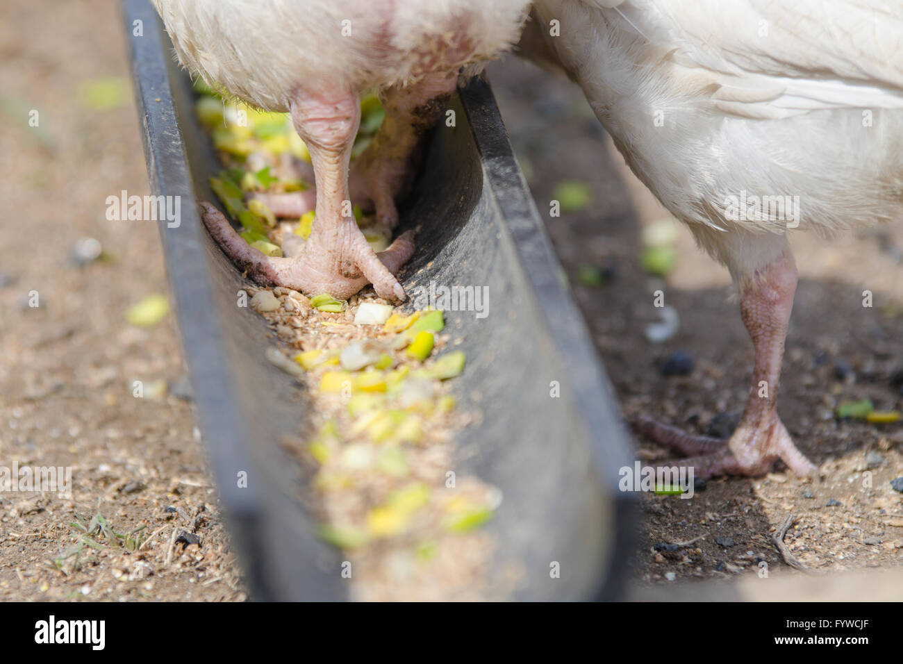 Pollo pollo venite ad alimentare nel vassoio Foto Stock