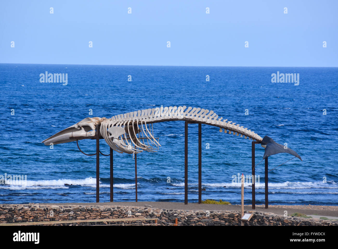 Balena scheletro di mammifero Foto Stock